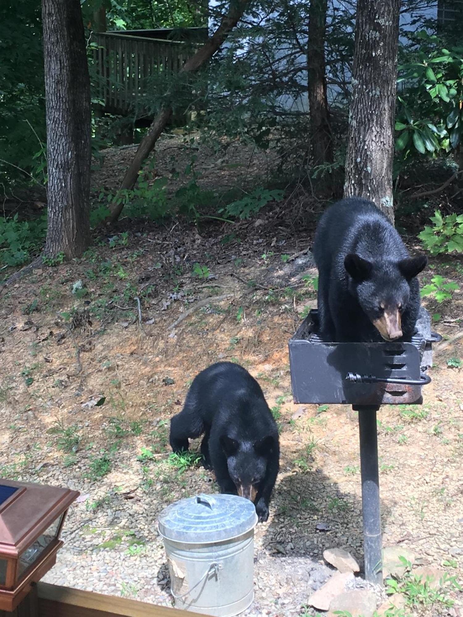 Bear Necessities, Luxury 5Bd Mtn Views, Hot Tub, Many Bear Sightings Villa Gatlinburg Ngoại thất bức ảnh