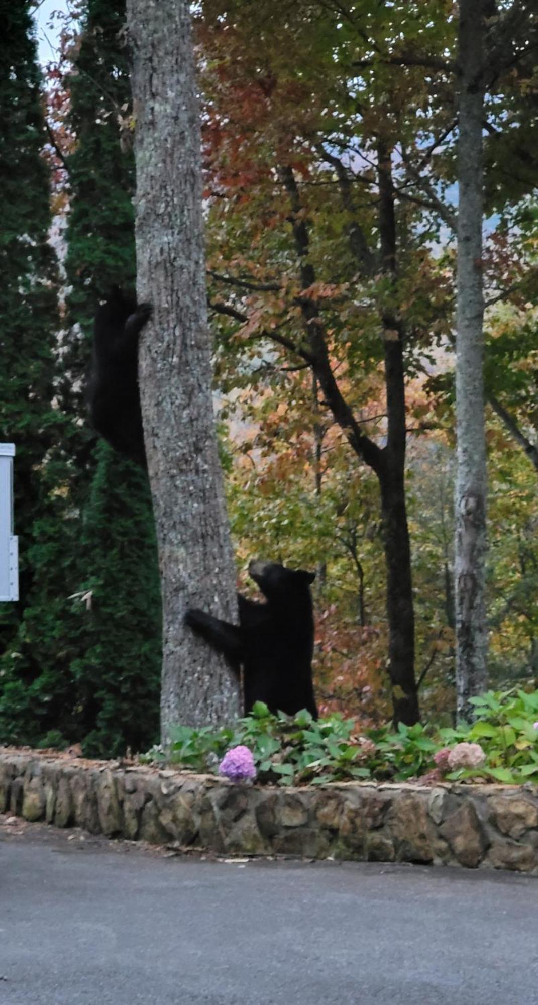 Bear Necessities, Luxury 5Bd Mtn Views, Hot Tub, Many Bear Sightings Villa Gatlinburg Ngoại thất bức ảnh