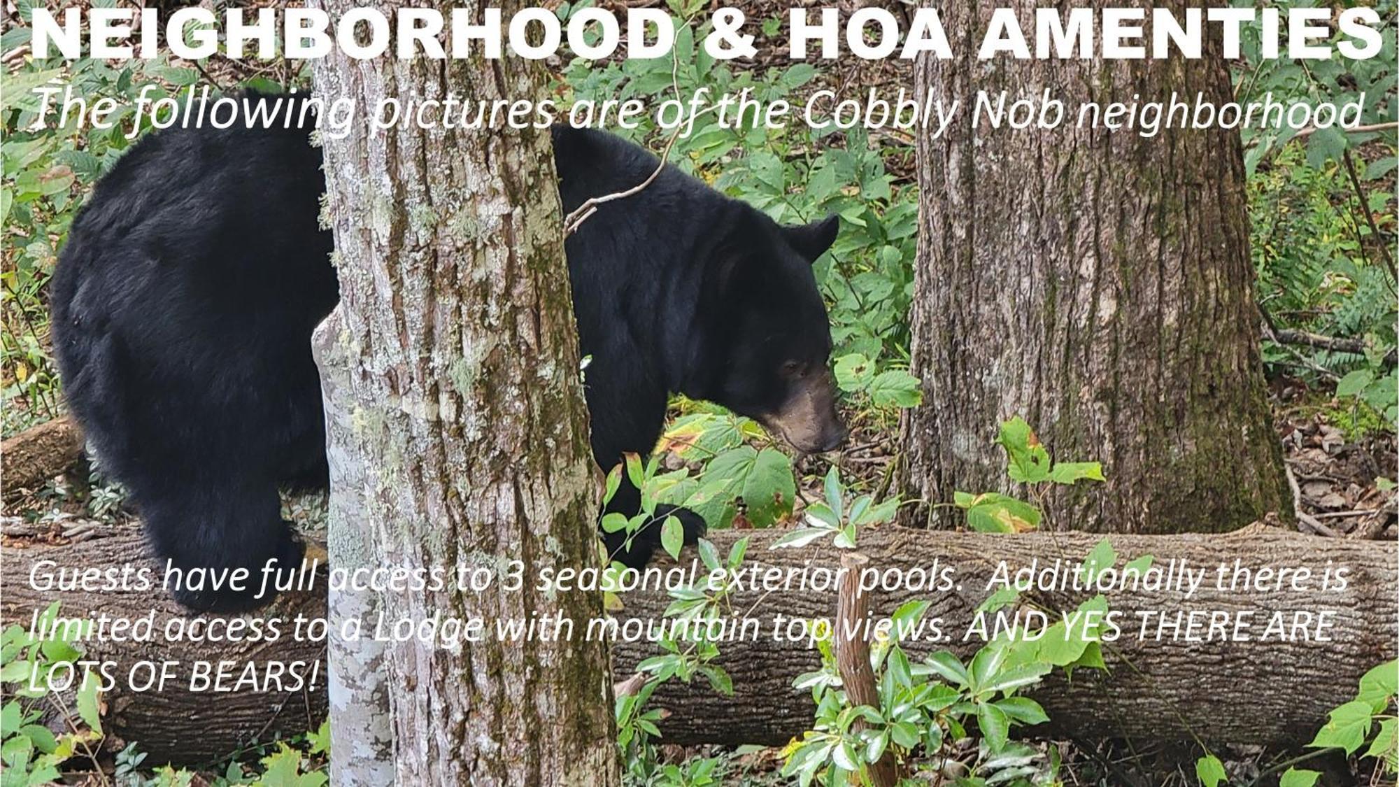 Bear Necessities, Luxury 5Bd Mtn Views, Hot Tub, Many Bear Sightings Villa Gatlinburg Ngoại thất bức ảnh